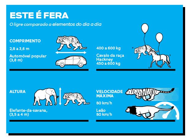 ligre comparação