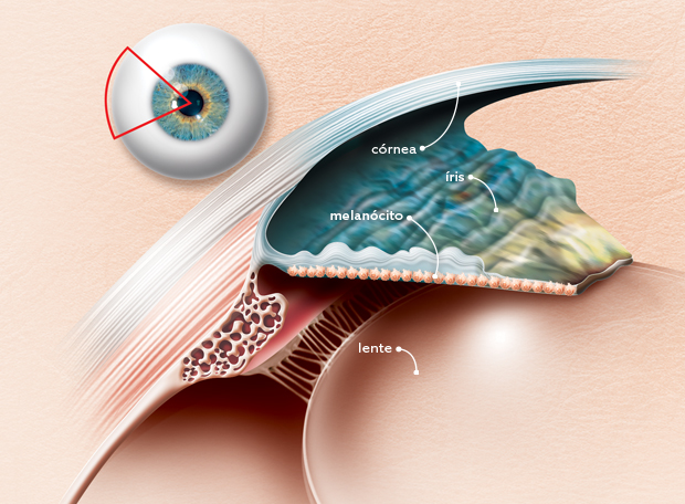Por que algumas pessoas têm olhos de cores diferentes?