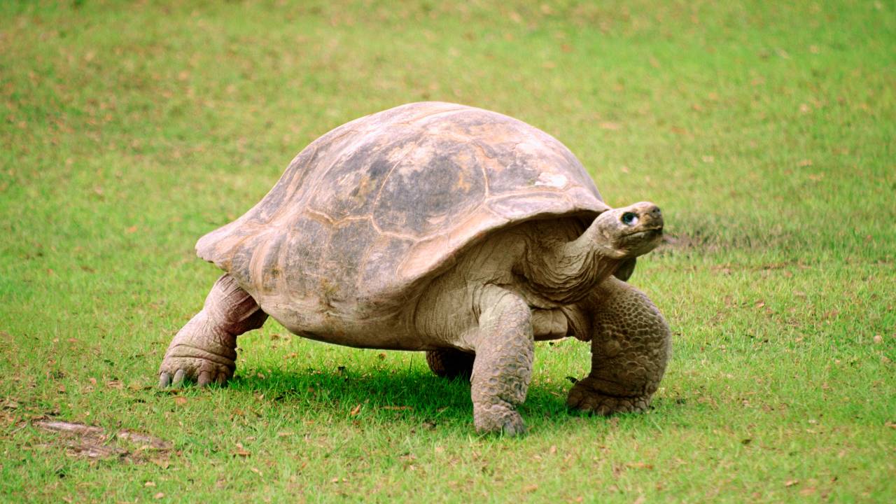 Tartaruga