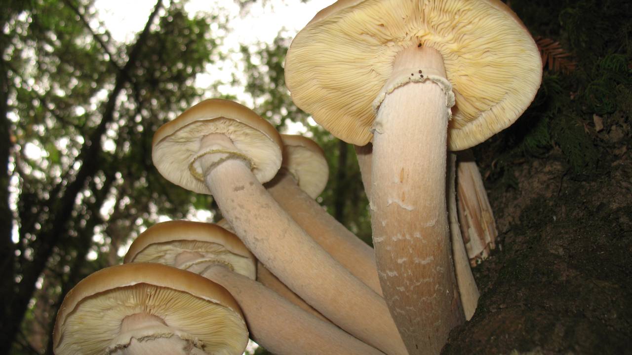 Fungo