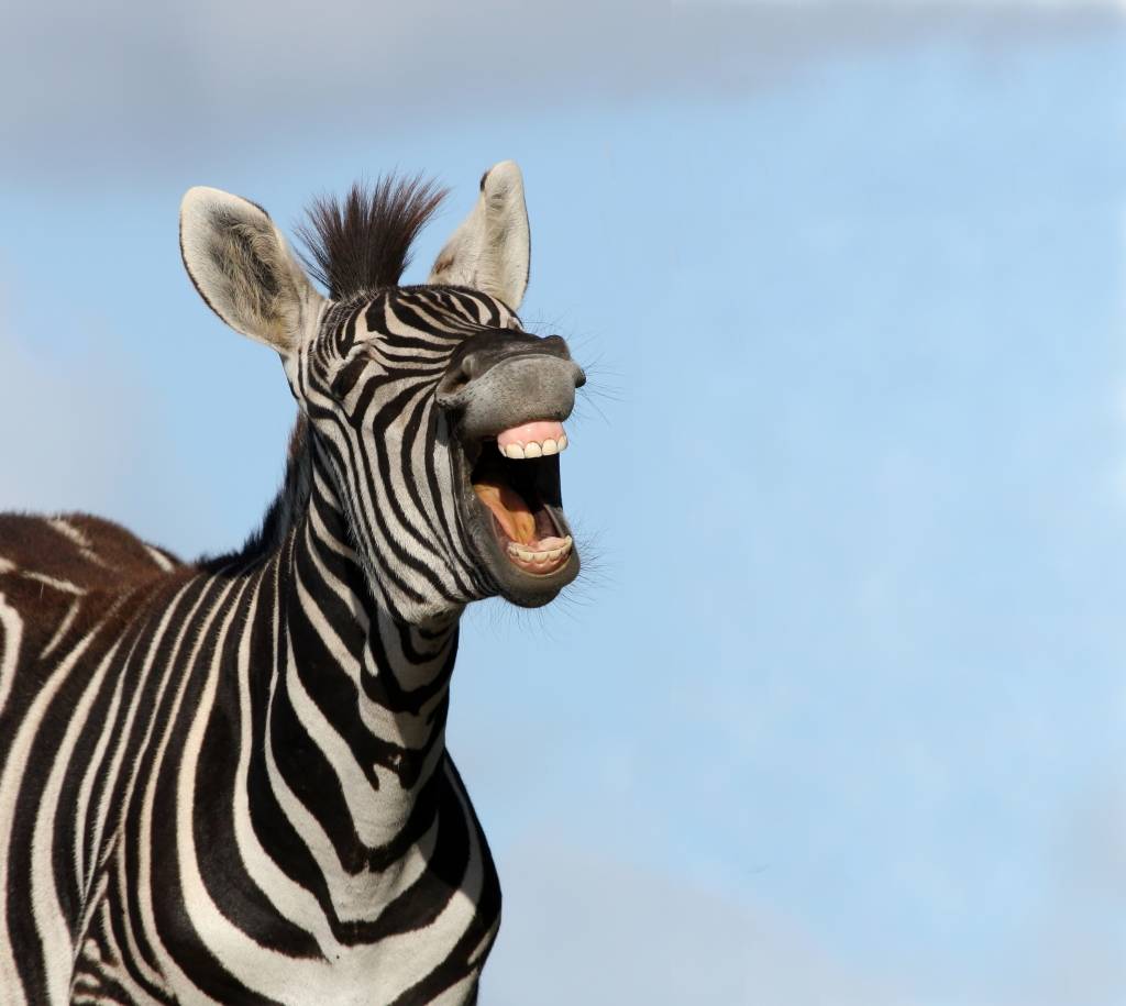 A zebra é um bicho preto com listras brancas ou branco com listras pretas?