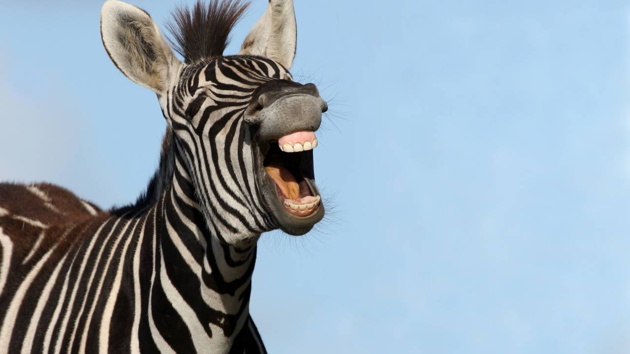 Zebra