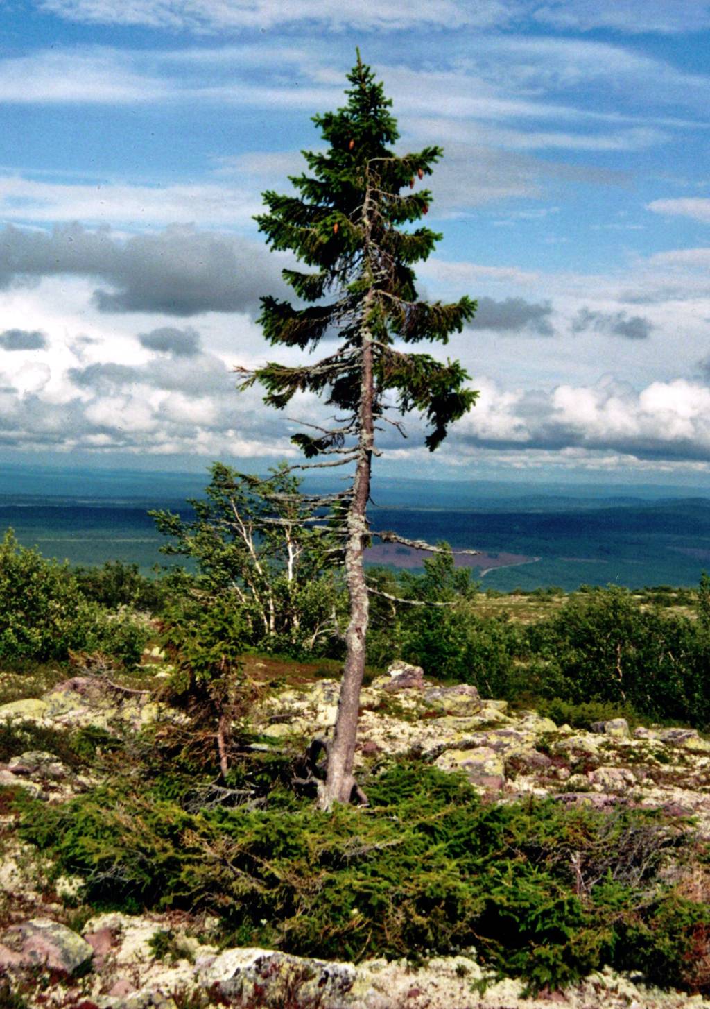 Old Tjikko 2