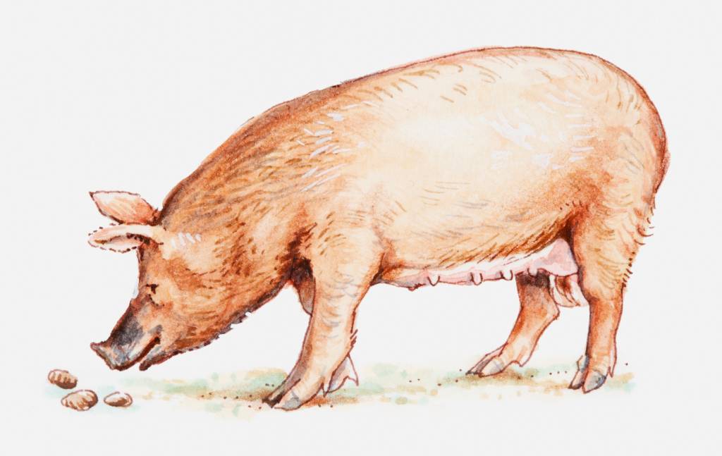 Qual a diferença entre apresuntado e presunto?