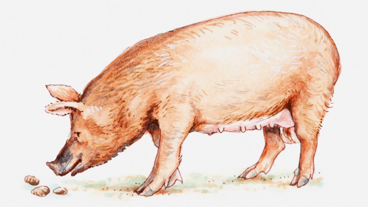 Porco