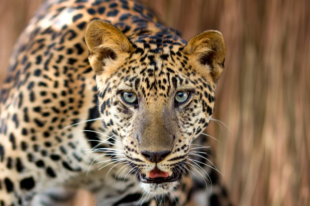 Qual a diferença entre leopardo e guepardo?
