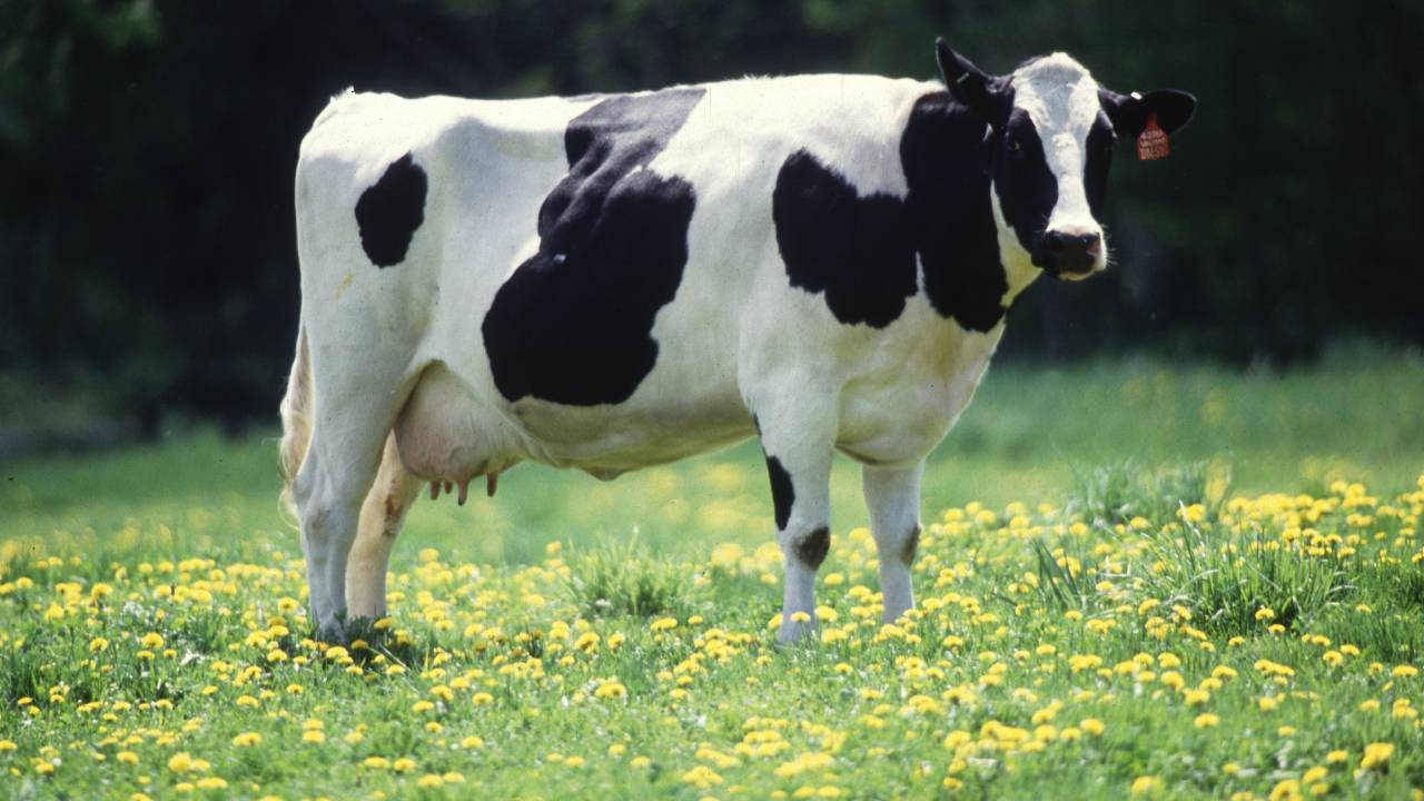 Vaca