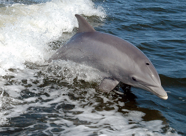 Por que golfinhos seguem embarcações?