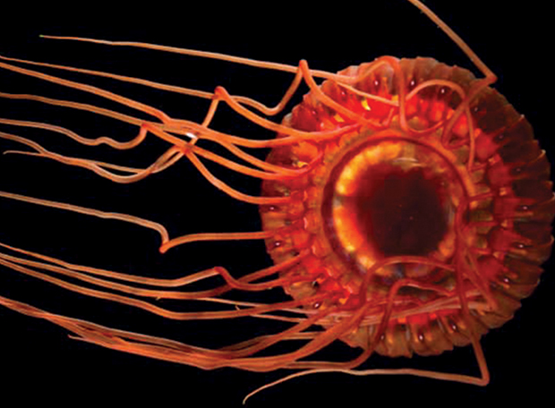 Show de luzes: 9 seres vivos incríveis com bioluminescência