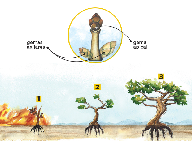 Por que as árvores do Cerrado possuem troncos tortuosos?