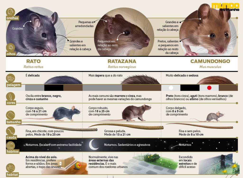 diferença entre os animais3