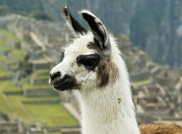 10 curiosidades incríveis sobre o Peru