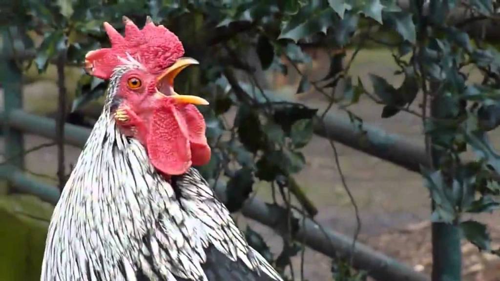 Como é realizada uma briga de galo?