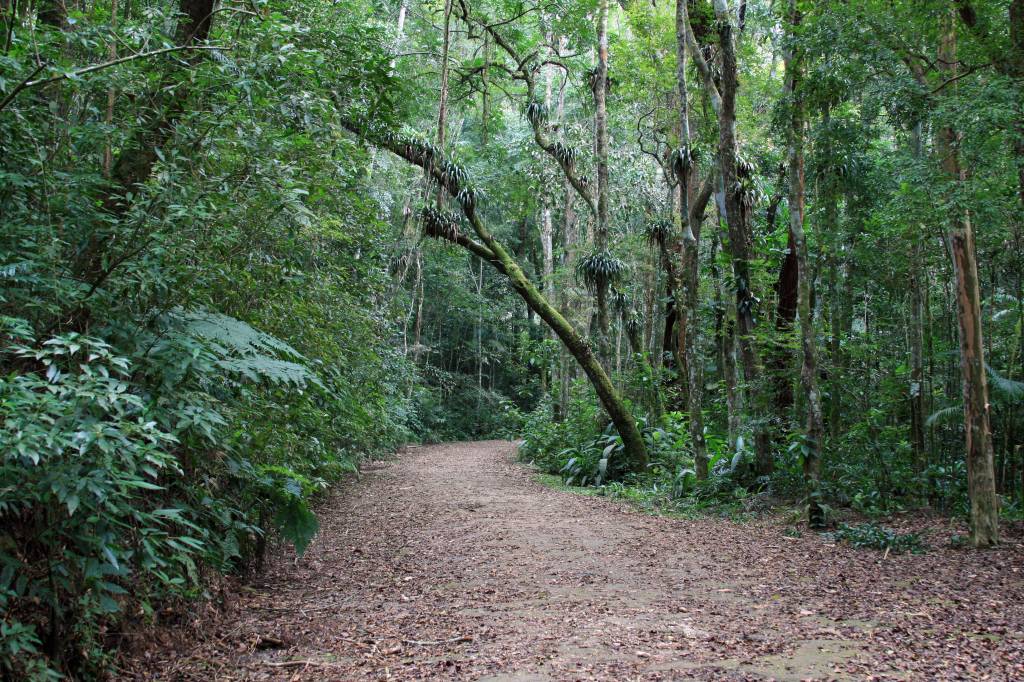 Como sobreviver na selva?