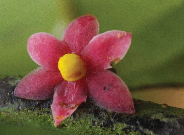 5 espécies recém-descobertas que surpreenderam a ciência