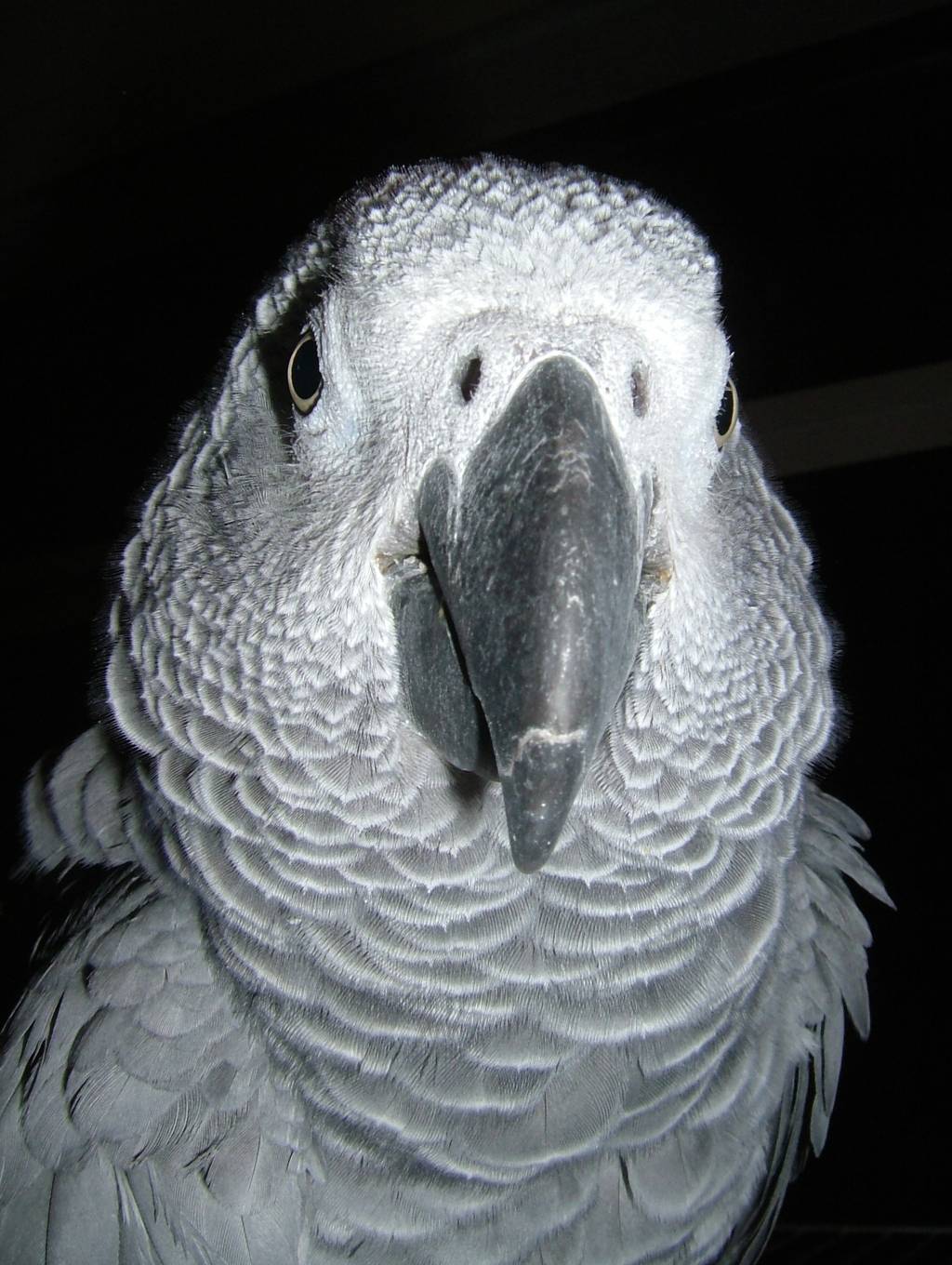 african_grey_parrot_spikie