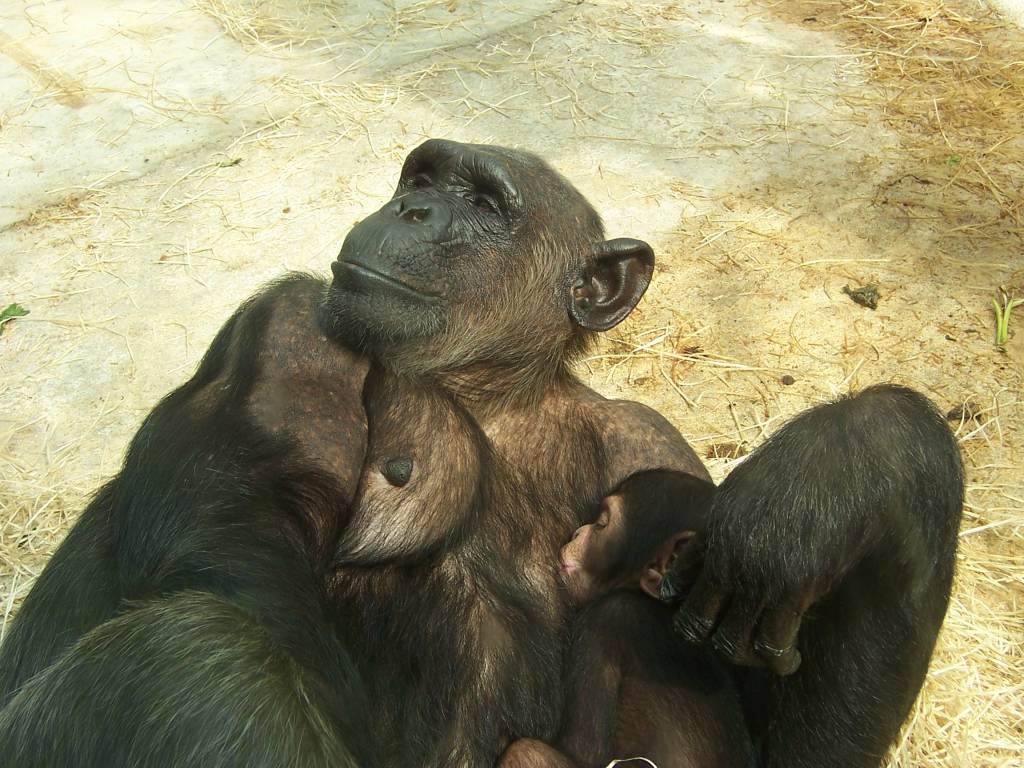 baby_chimpanze