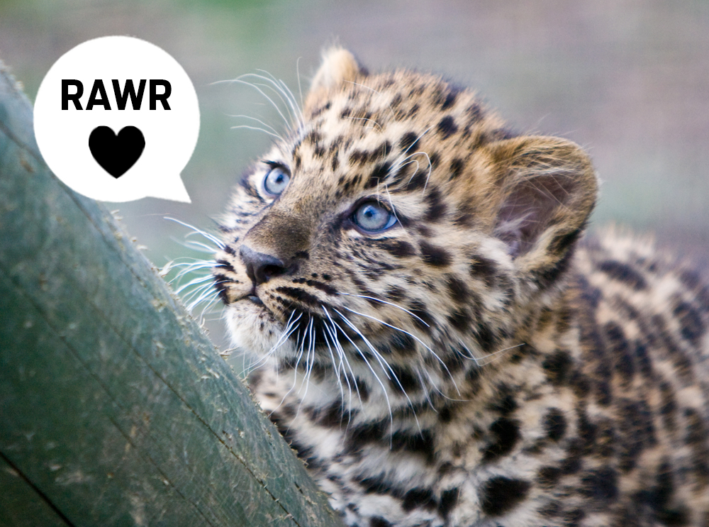 Vídeo fofo do dia: o rugido de um bebê leopardo