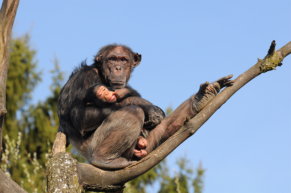 Chimpanzé (Pan troglodytes)