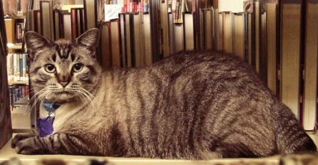 Gato fica mais no emprego do que conselheiro que queria demiti-lo