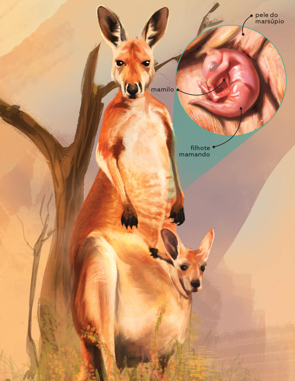 Como é a gestação de um canguru?