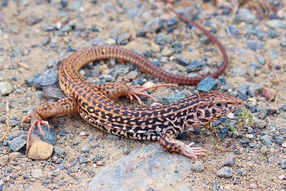 Lagartos do gênero Aspidoscelis e família Teiidae