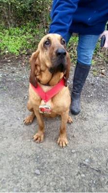 Cachorro entra em meia-maratona e chega em sétimo lugar