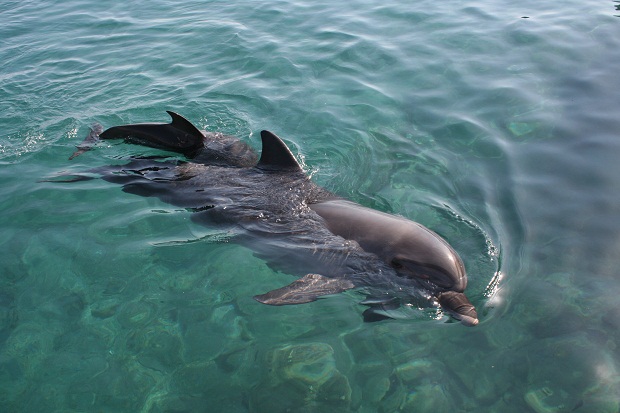 eilat_-_dolphin_reef