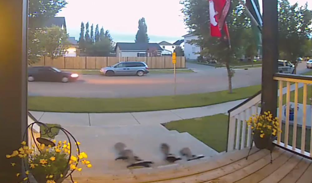 Gangue de gambás aterroriza Estados Unidos