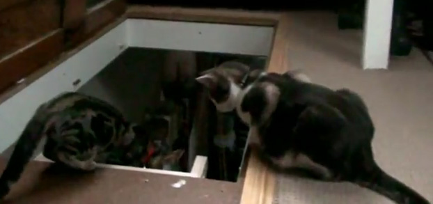 Kimba, o gato prestativo