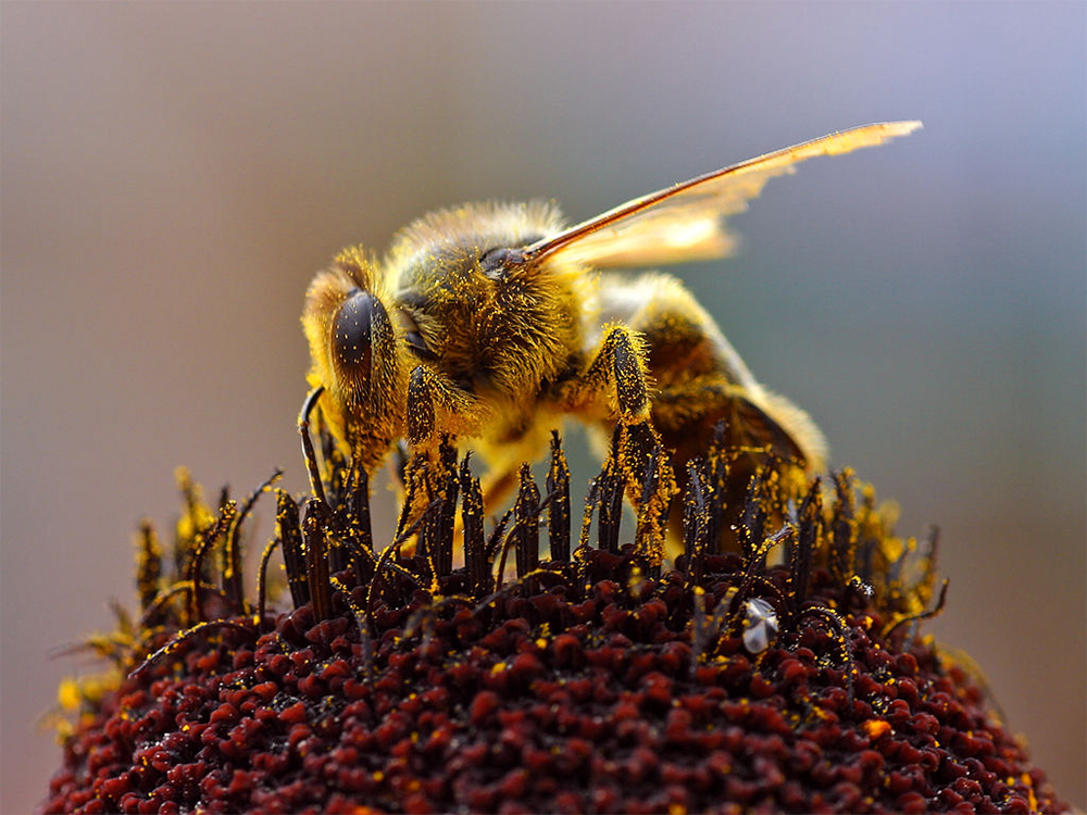 Abelhas domésticas (gênero Apis)