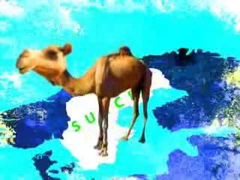 Um camelo aparece morto na Suécia