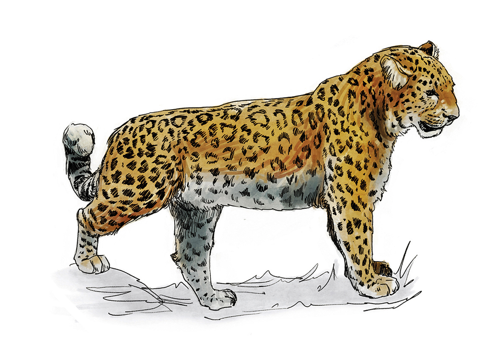 Leopardo de Amur