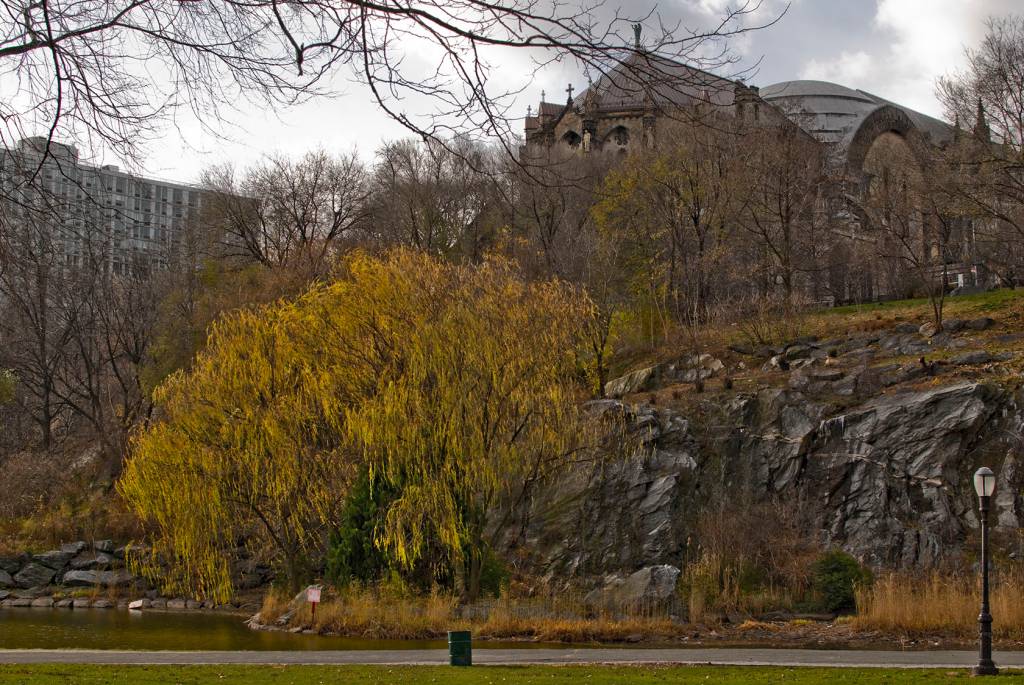 morningside_park_willow_tree