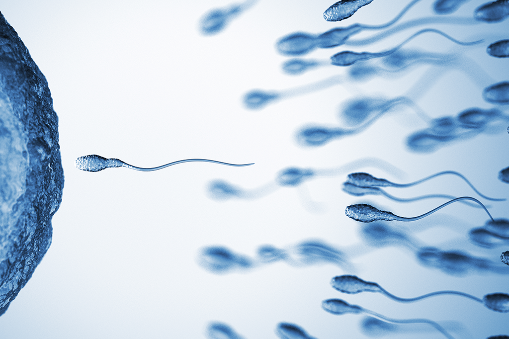 Que bicho tem o maior espermatozoide?