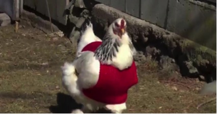 Suéteres aumentam produção de ovos de galinhas