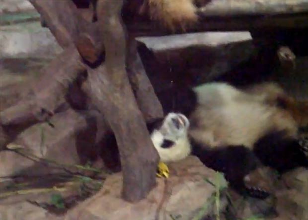 Basta ao bullying animal!