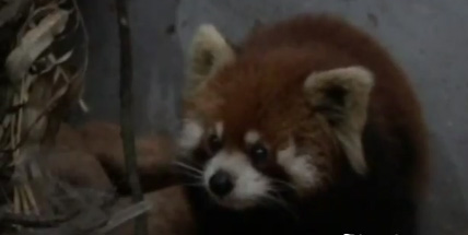 Panda vermelho invade casa na China
