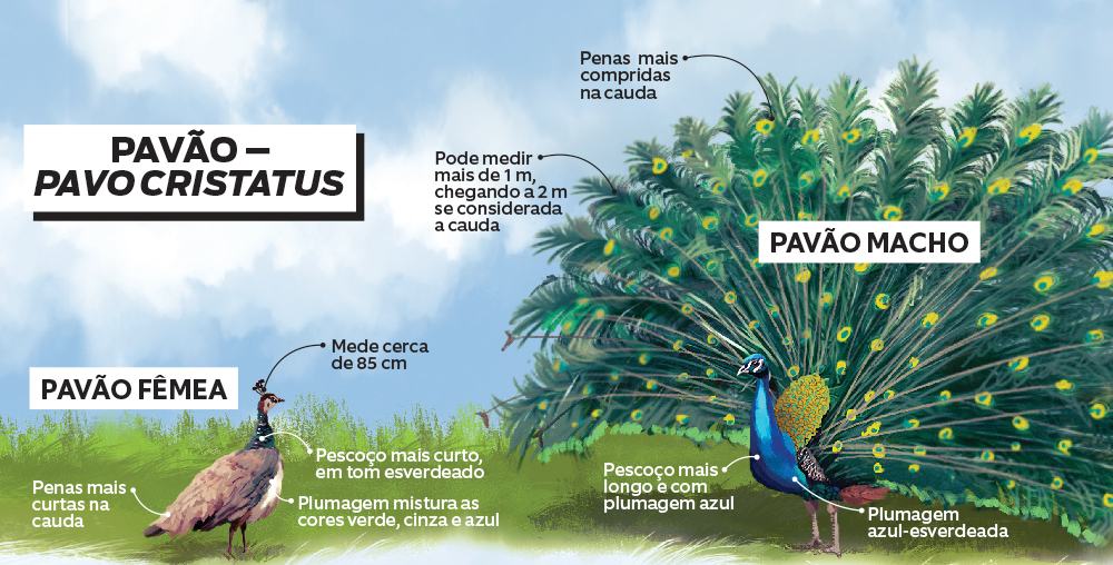 Pavão