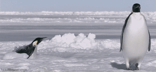 Por que os pinguins pararam de voar?