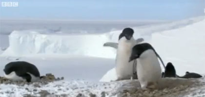 Documentário revela que pinguins são trapaceiros