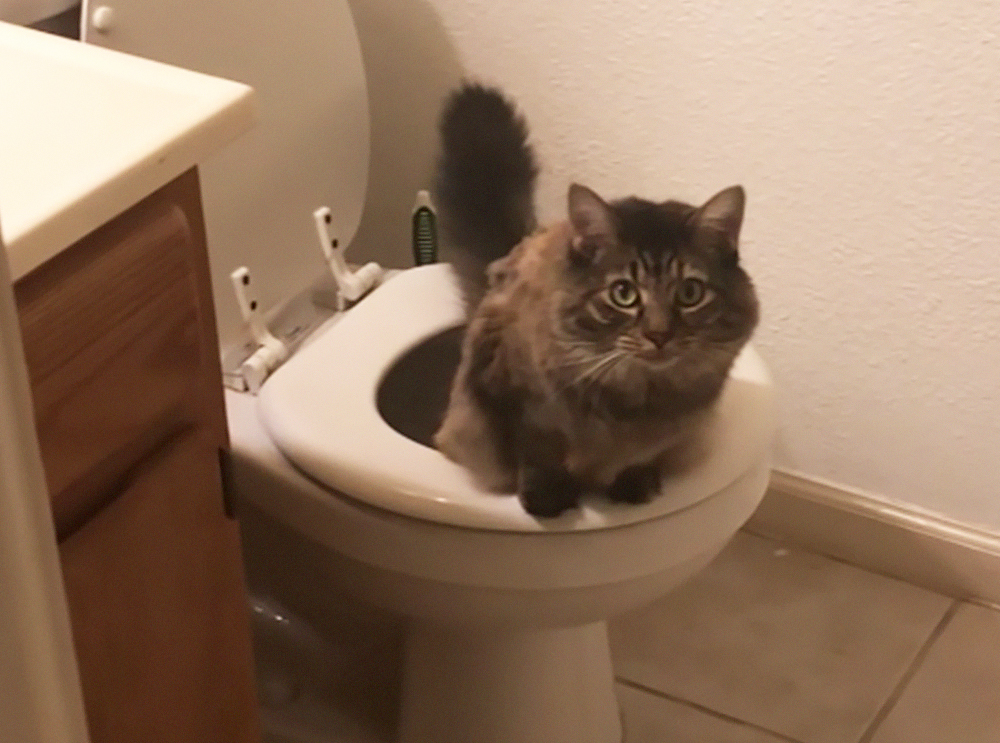 Entenda por que gatos conseguem usar privadas como humanos