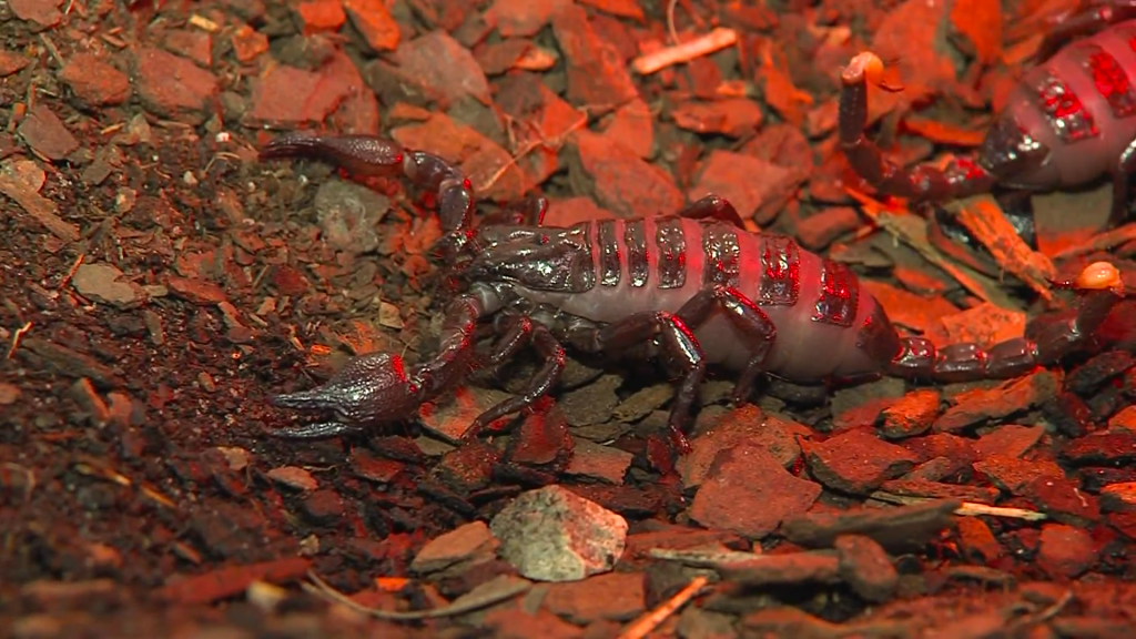 Escorpiões imperadores bebês