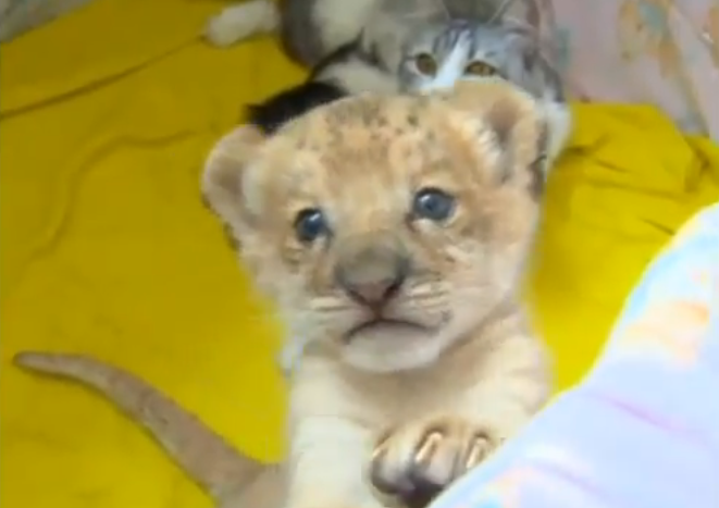 Nasce Kiara, a primeira “liligre”