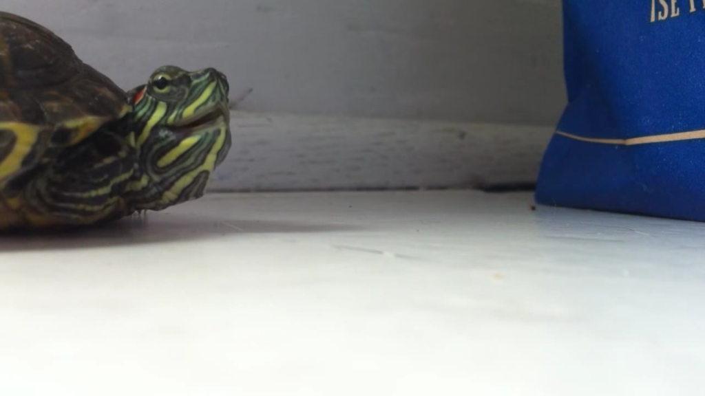 Você já viu uma tartaruga espirrando?