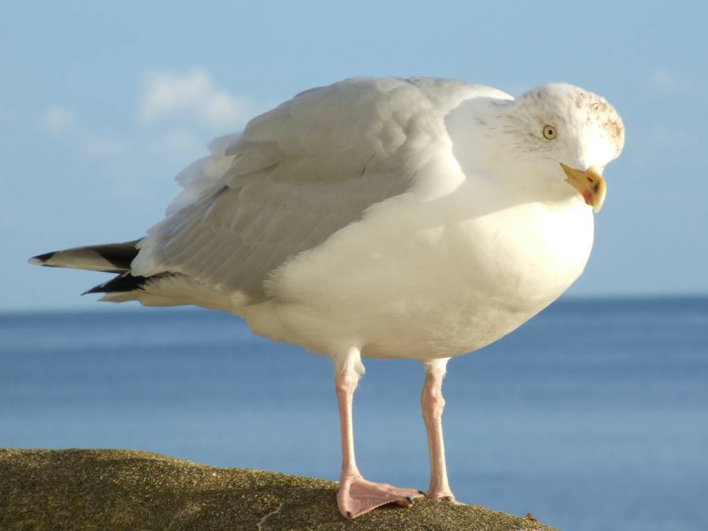 seagull-_conwall_uk