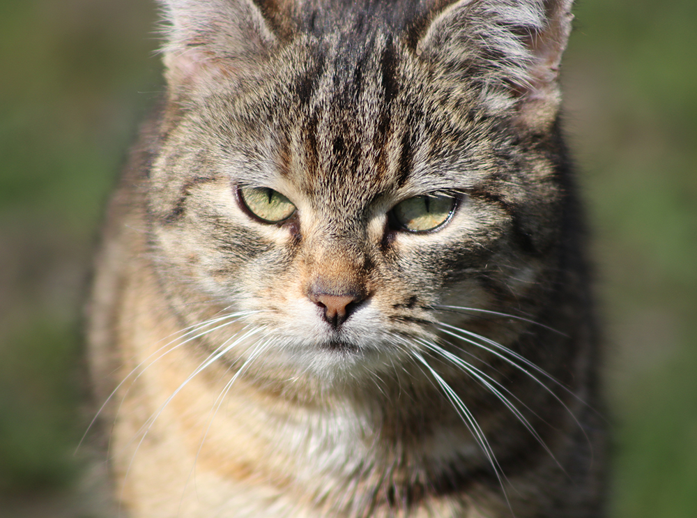 Uma prova convincente contra os gatos