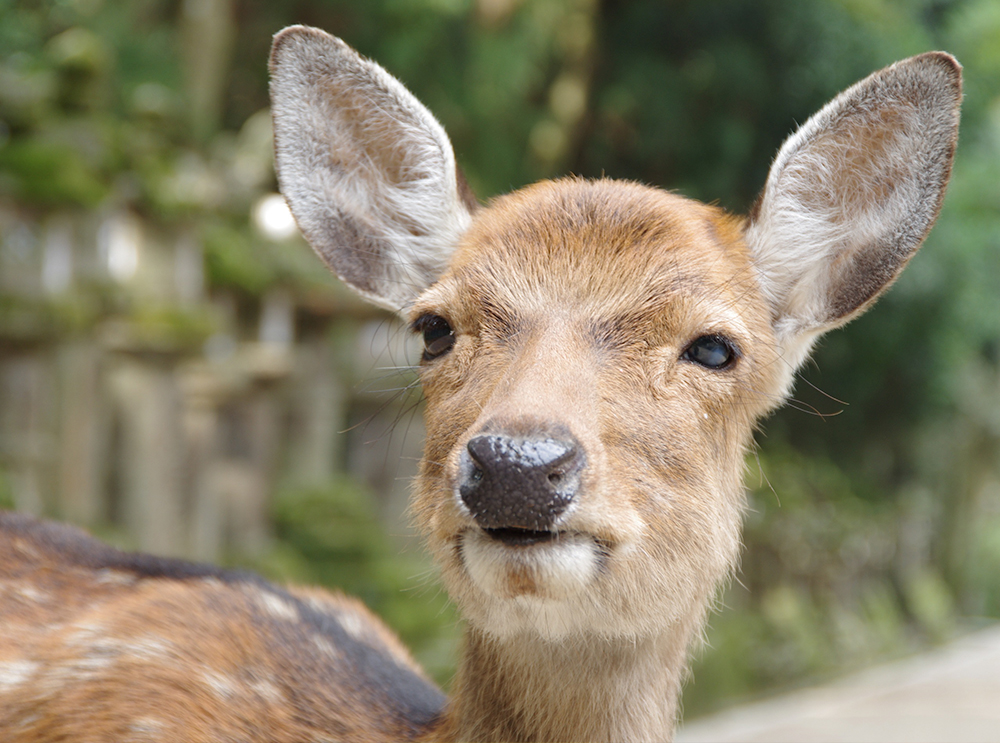 Trem que late afasta veados e diminui acidentes no Japão