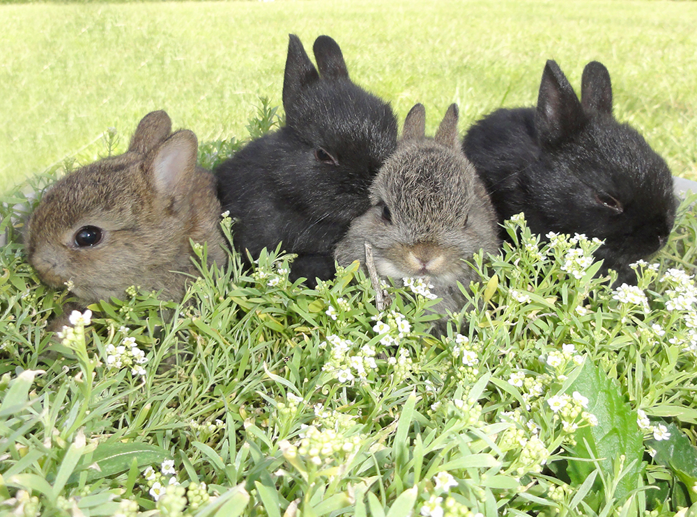 Conheça a ilha dos coelhos, no Japão