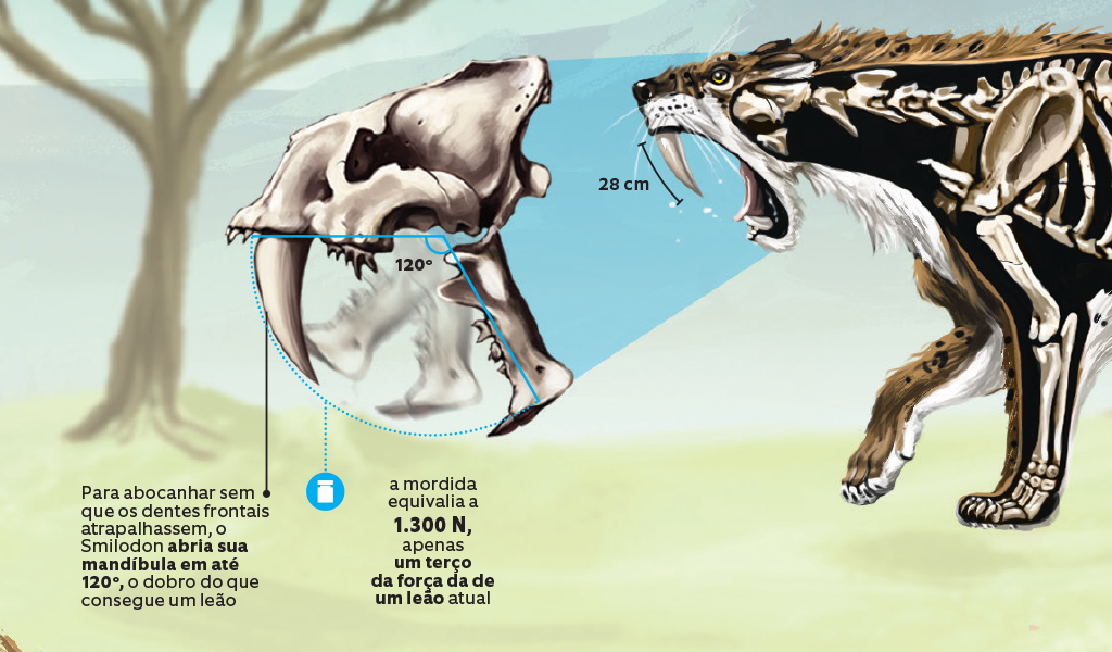 tigre-3